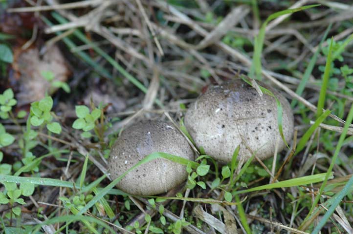 Agaricus campestris?
